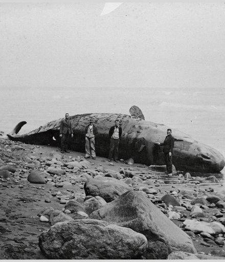 Whale washed up on beach