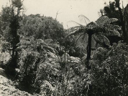 Tree Ferns, Victoria Esplanade