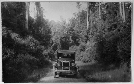 Automobile on Road through Totara Reserve