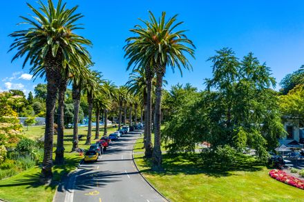 The Esplanade: Phoenix Palms lining Palm Drive