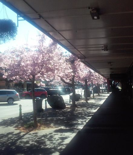 Spring in the city