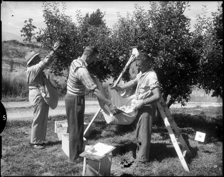 "Research - Fertiliser Experiments" Harvesting an Apple Crop - Resource cover image