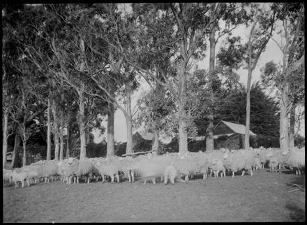 Herd of Sheep