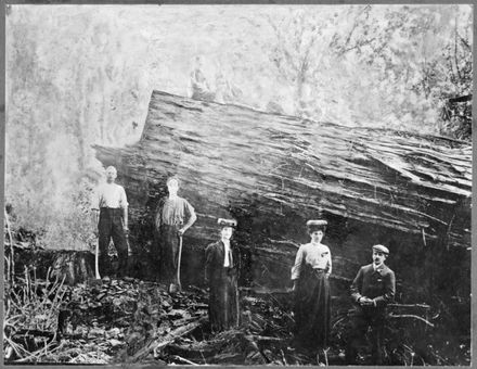 Felled Totara, Apiti
