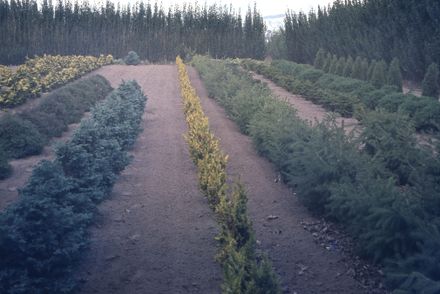 Nursery Totara Road