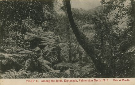 Among the Ferns at Victoria Esplanade
