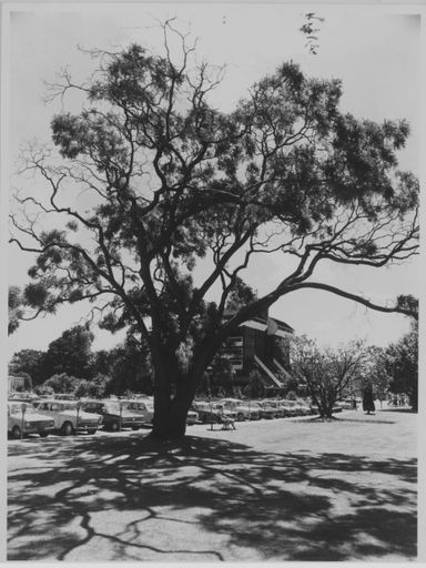 Japanese Kowhai Tree in The Square