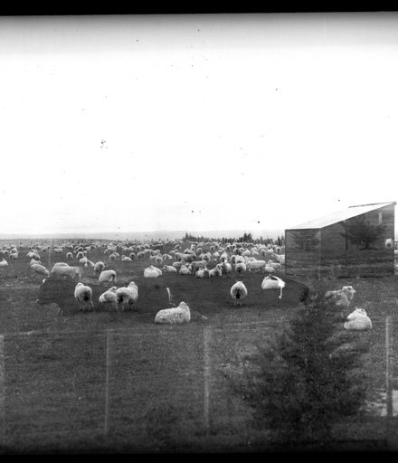 Herd of Sheep on W J Young's Farm