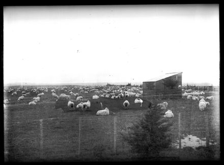 Herd of Sheep on W J Young's Farm