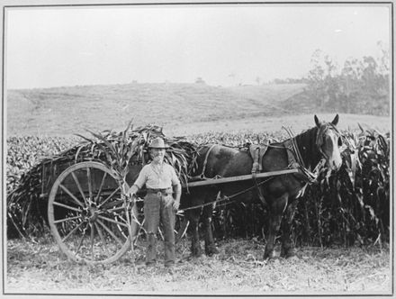 William Chowen with 'Blossom' in his Maize Field