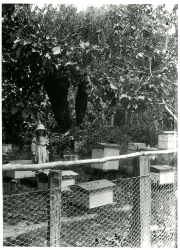 Wildbore Apiary, Pohangina