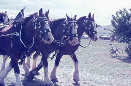 Palmerston North Centenary Celebrations