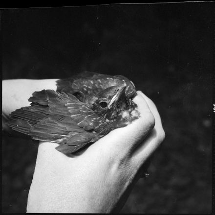 Thrush Took Off Too Soon