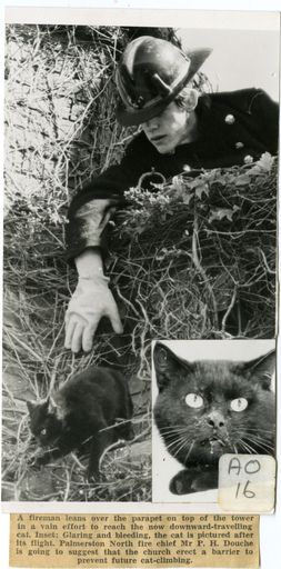 Firefighter Attempting Cat Rescue - 1