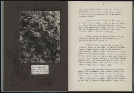 A Project to Rehabilitate the Esplanade Bush, Palmerston North 7