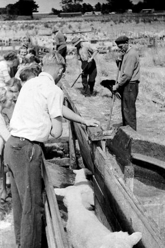 Sheep dipping at Burne's farm