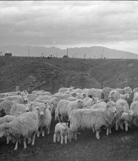Sheep on "Matsubara" farm, Bunnythorpe