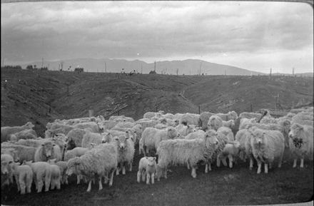 Sheep on "Matsubara" farm, Bunnythorpe