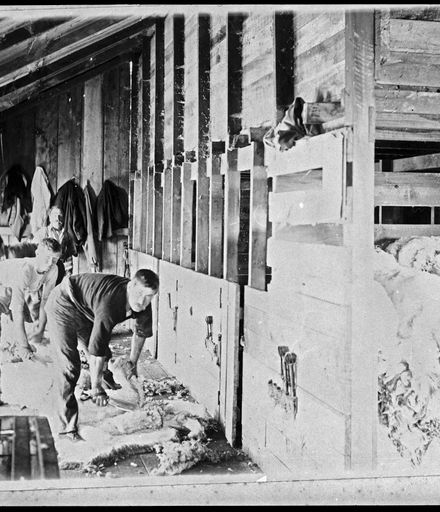 Shearers at work, Matsubara, Bunnythorpe