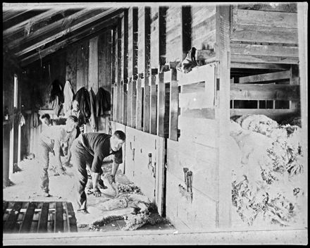 Shearers at work, Matsubara, Bunnythorpe