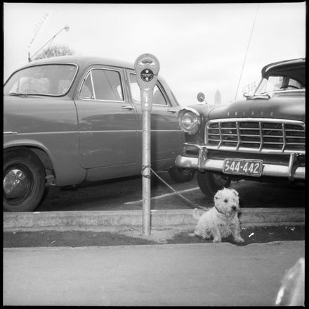 "It's a Dog's Life" Hitched to a Parking Meter - Resource cover image