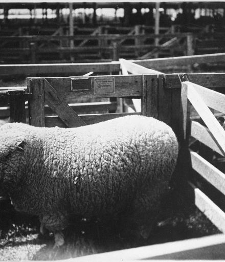 Shropshire Down Ram, 1st Prize and Champion