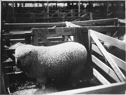 Shropshire Down Ram, 1st Prize and Champion