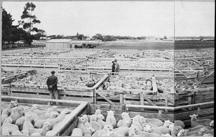 Feilding Saleyards