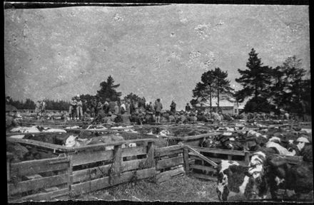 Rongotea Saleyards