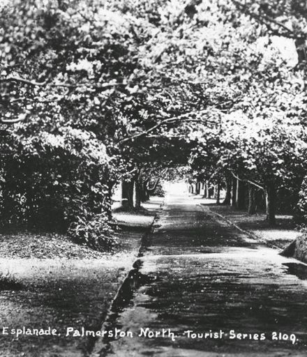 Tree-lined Walkway, Victoria Esplanade