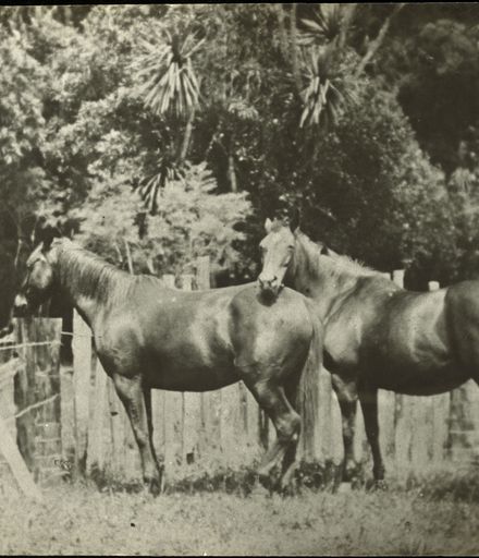 Horses on the Roots property, Upper Kawhatau