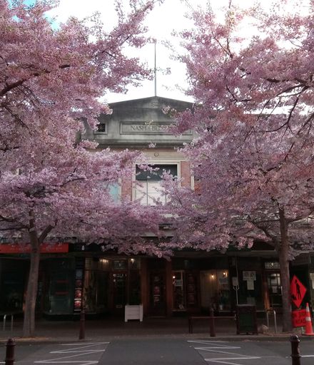 Cherry Blossom on George Street