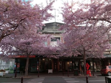 Cherry Blossom on George Street