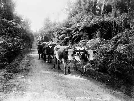 Bullock team on Heatherlea Road, Levin