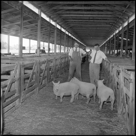 "Feilding Show" Sheep in Stock Yards