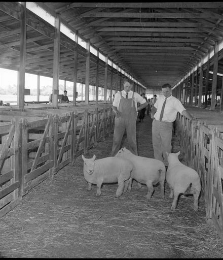 "Feilding Show" Sheep in Stock Yards