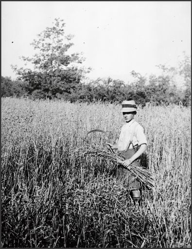 Boy reaping hay, Pohangina Valley