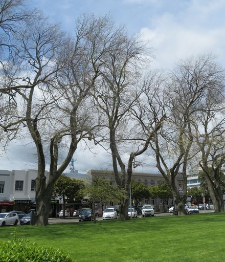 Elm trees in The Square