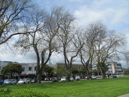 Elm trees in The Square