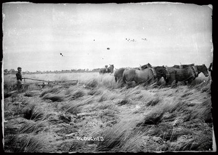 Ploughing Swamp Land with Horses