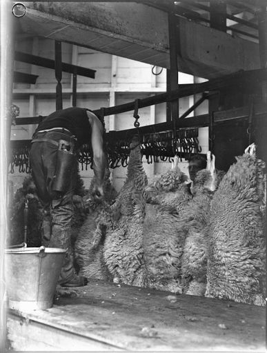 Sheep ready for skinning, Longburn Freezing Works