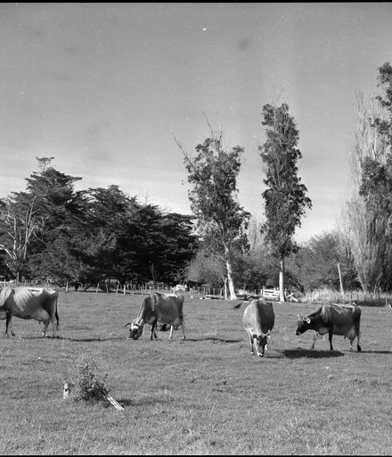Mudford's cows