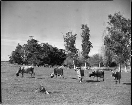 Mudford's cows