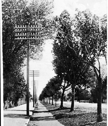 Postcard of the “FItzherbert Street Boulevard”