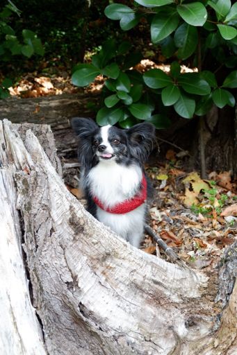 Dog at Massey University