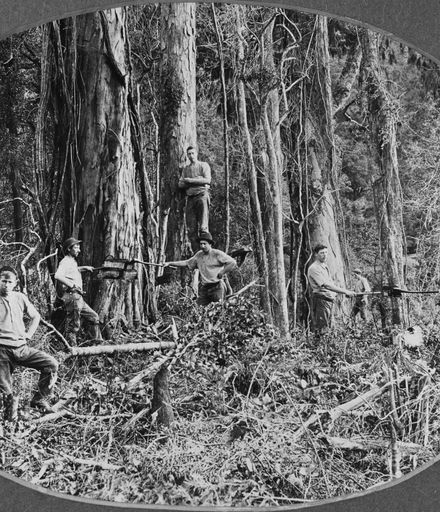 Bush felling in the Pohangina Valley