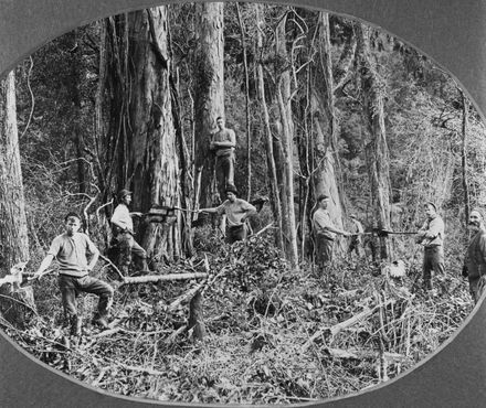 Bush felling in the Pohangina Valley