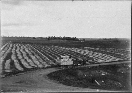 Flax fibre being transported from Miranui Flaxmill, near shannon