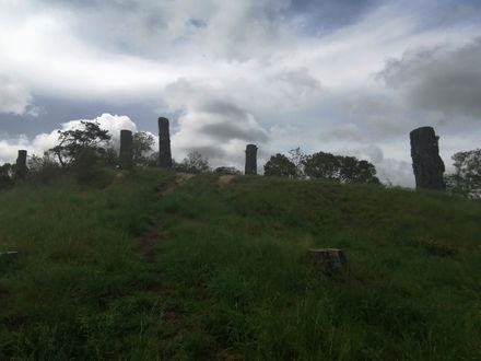 Remnants of pine trees