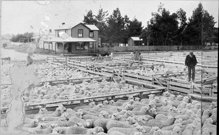 Feilding Saleyards - Resource cover image
